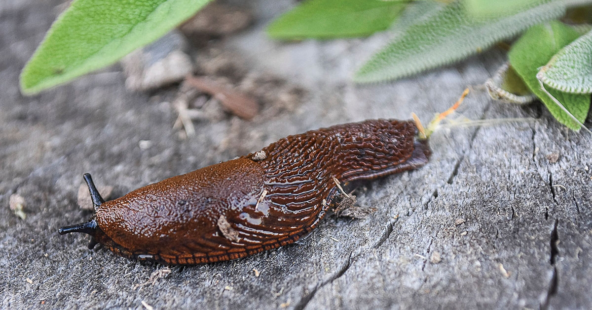 Eddig szokatlan állatok jelentek meg térségünkben